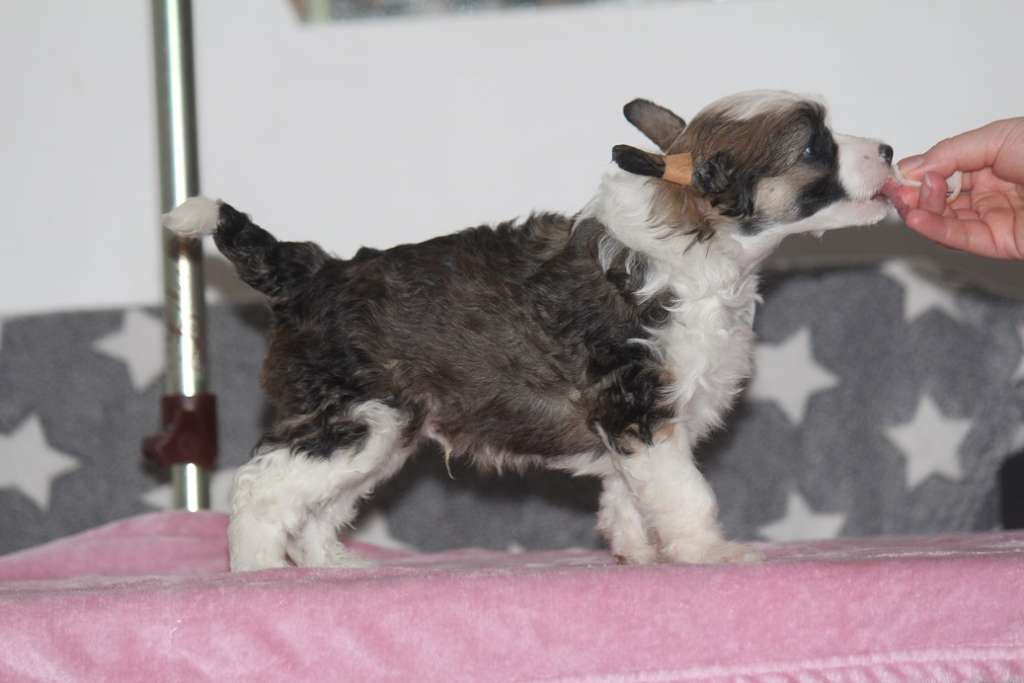 Kultapaimenen Sundance Kid