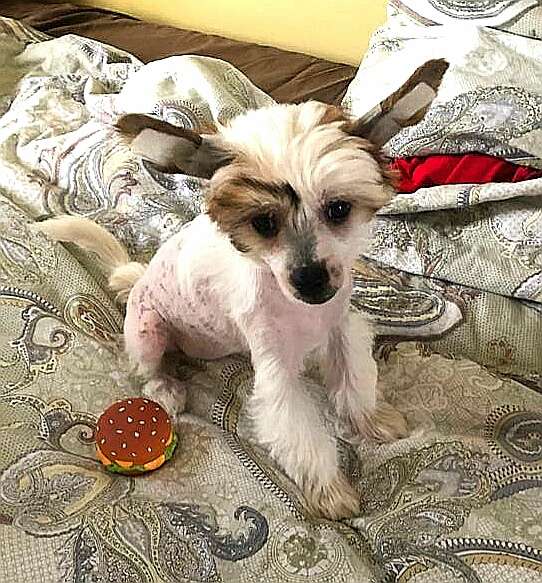 Golden Diva iz Chudnoy Doliny