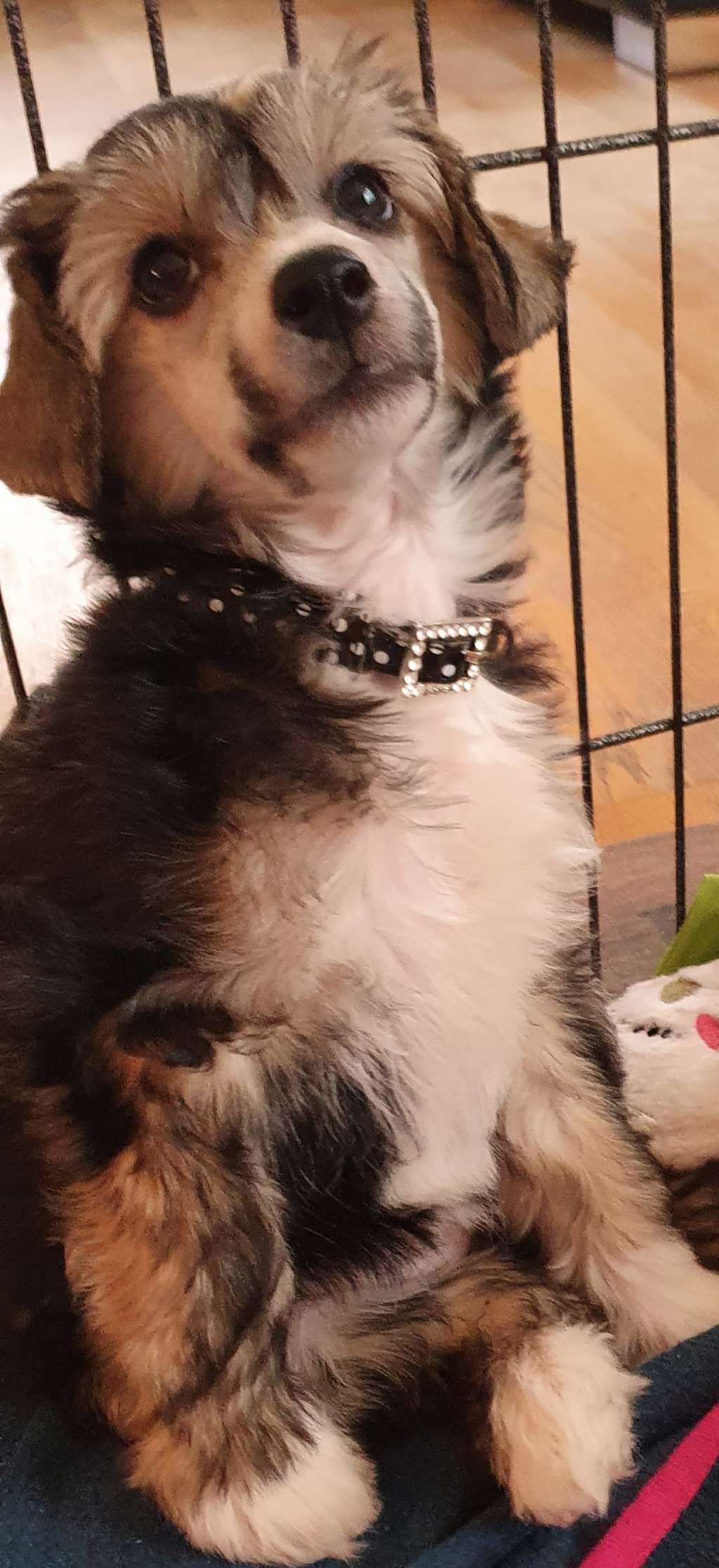 Cute Goblins Blossom