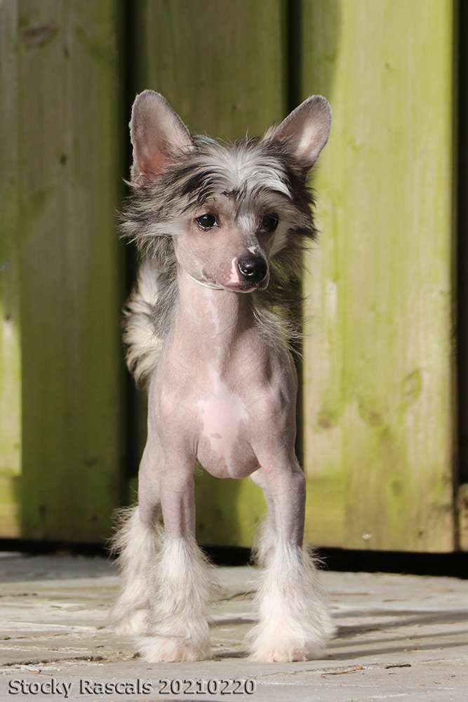 Stockyrascals' Replay Texas Summer Sun