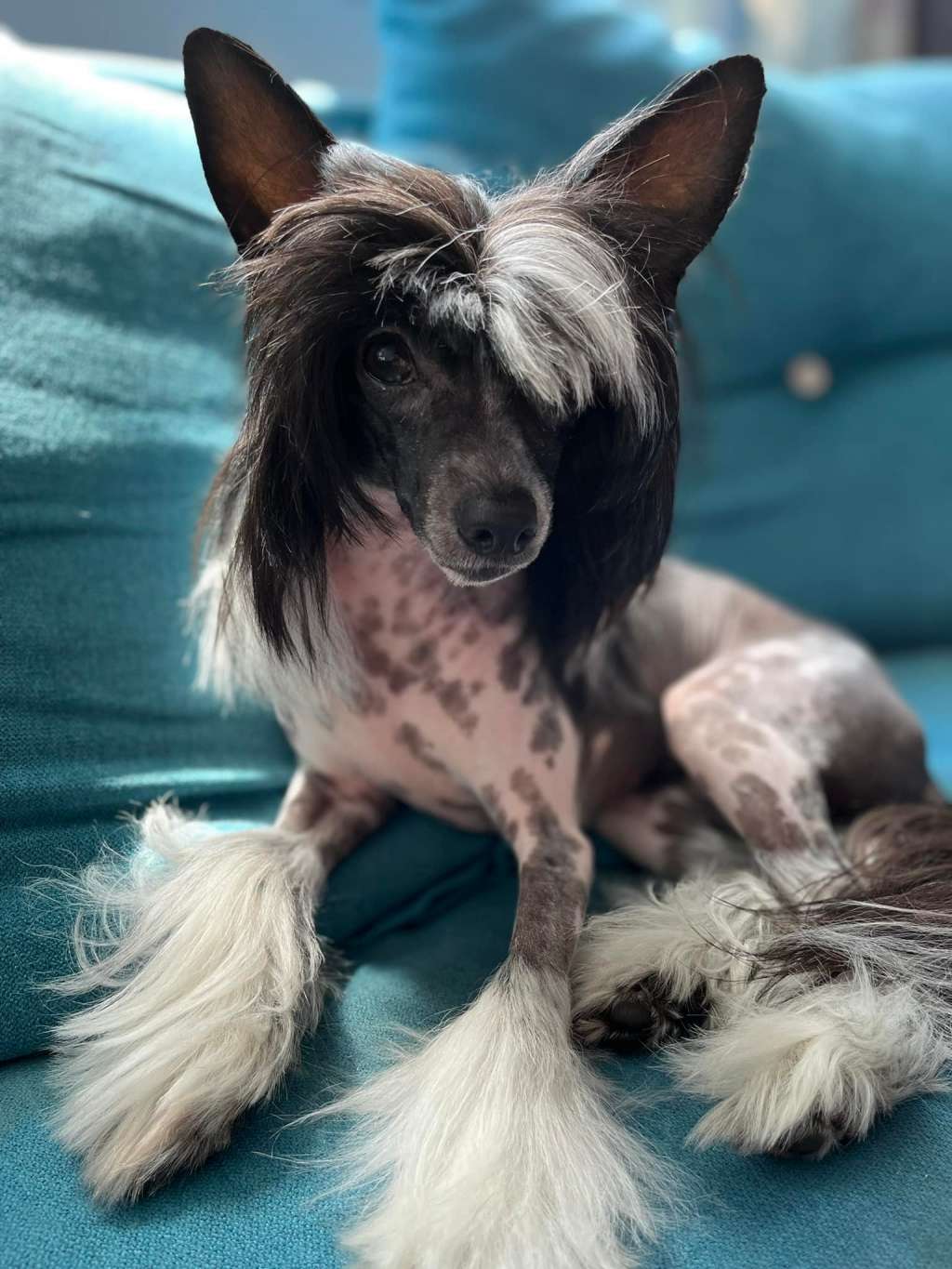 Boney So Close To Blue