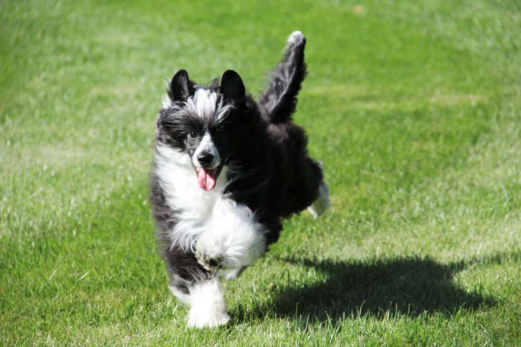 Buzz So Close To Blue