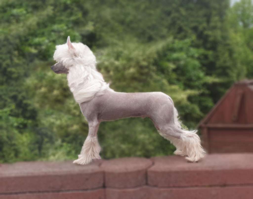 Udawalem Aniola Aurinova