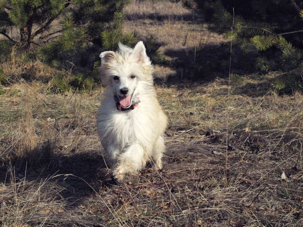 Uchachana od rana Aurinova