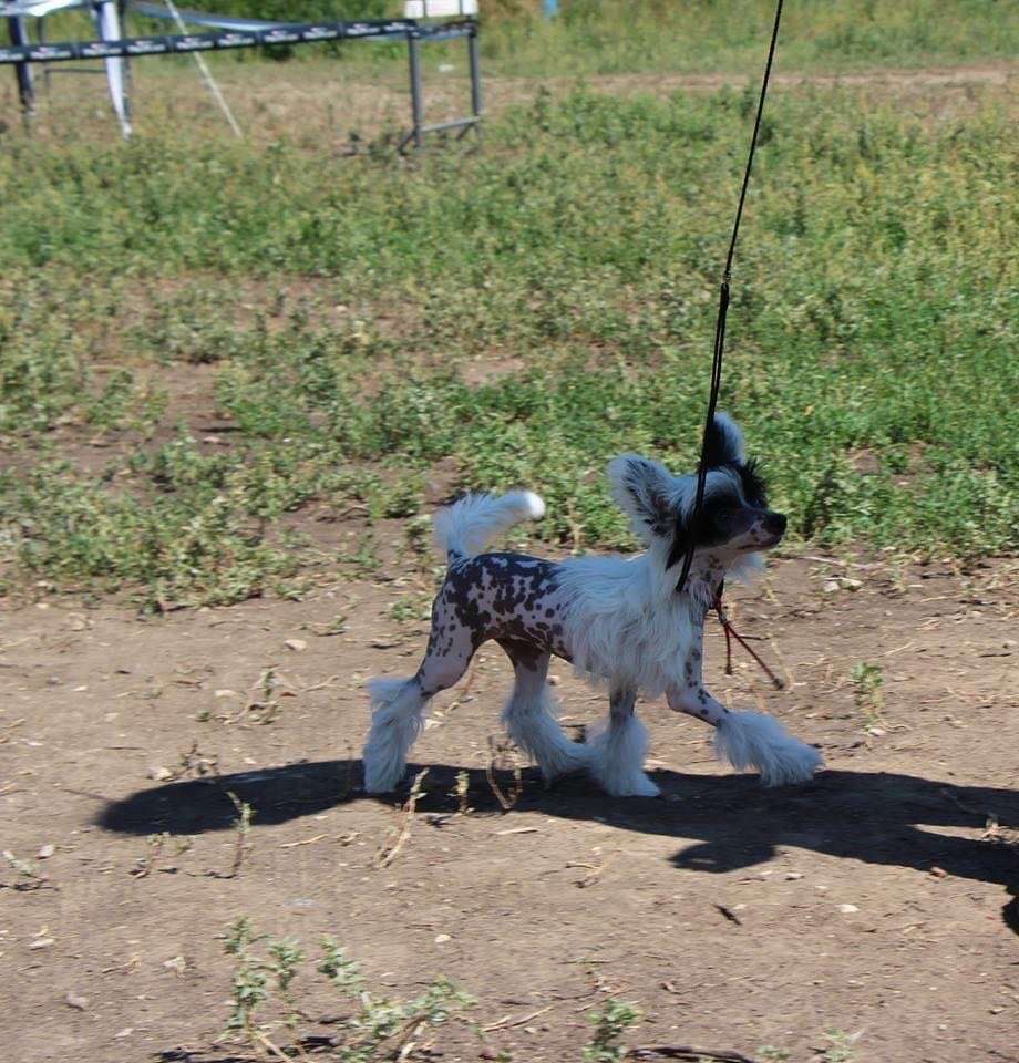 Silver Tauer Tessi Love