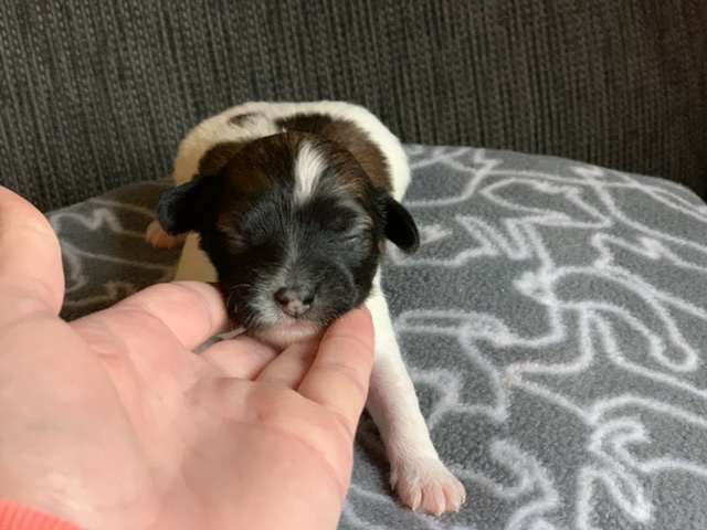 Neddies Hunger Games