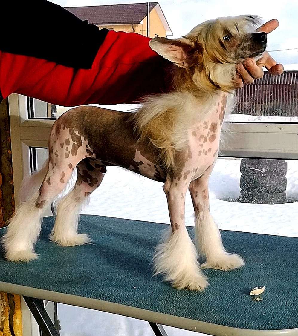 Elisei iz Chudnoy Doliny