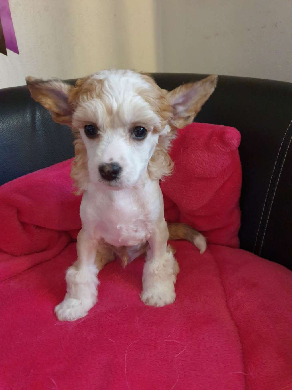 Ridgecrest's Wow Factor