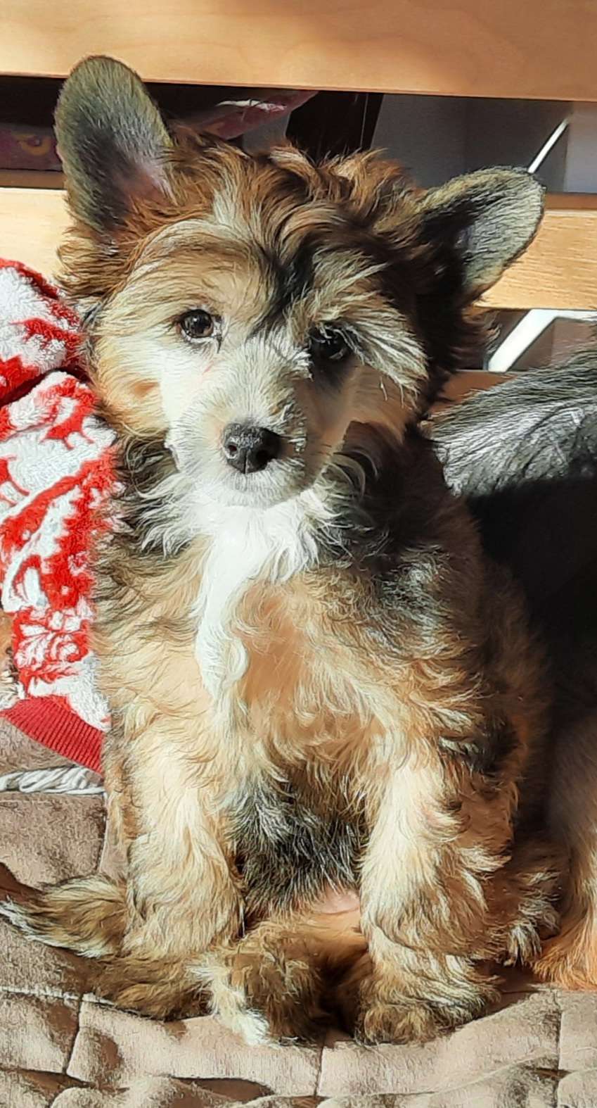 Migotka z Krolestwa Agarthi FCI