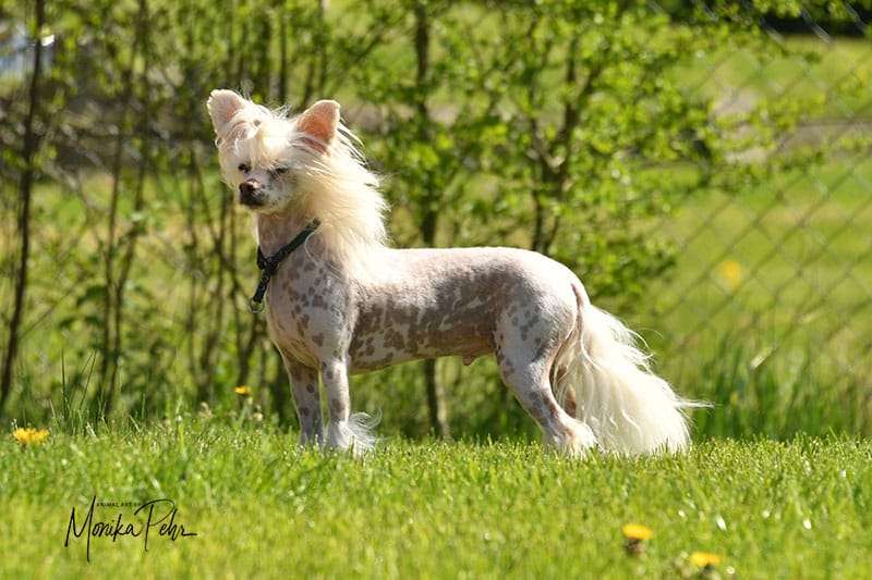 Edcullen's Glade Inspector Cool