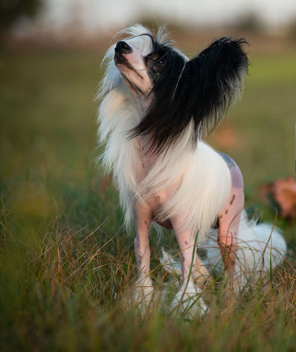 Chili Guy Cherished Dream