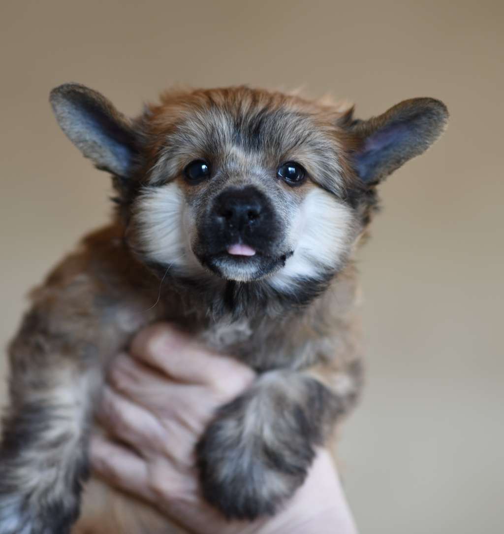 Hans Hristian iz Sozvezdiya Khana