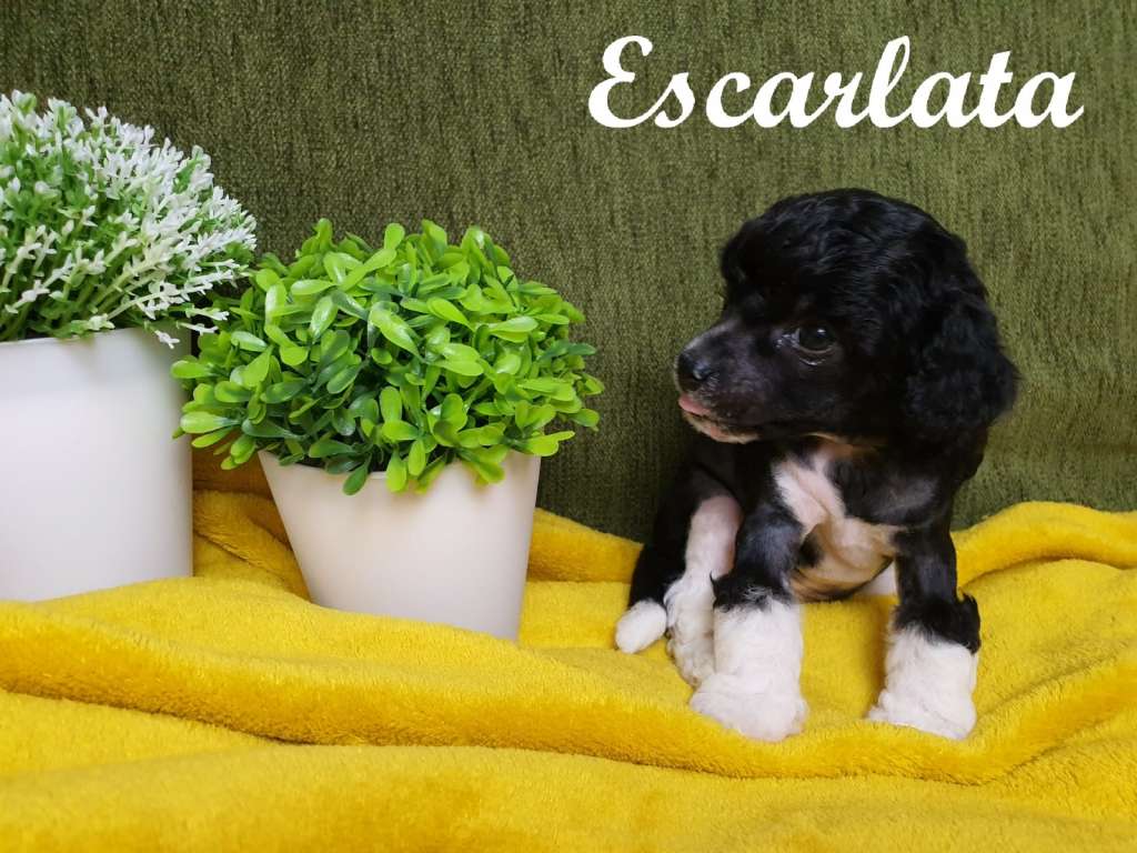 Altamira Imperial Escarlata