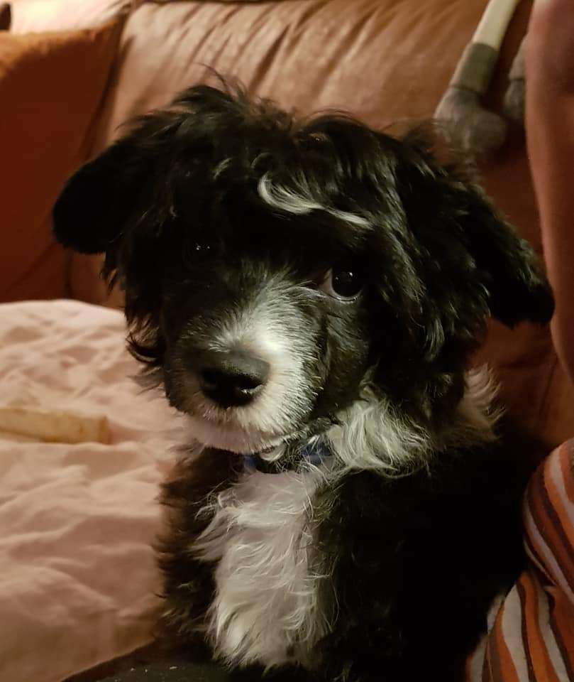 Eventyrvannets Nestor Nordlysprins