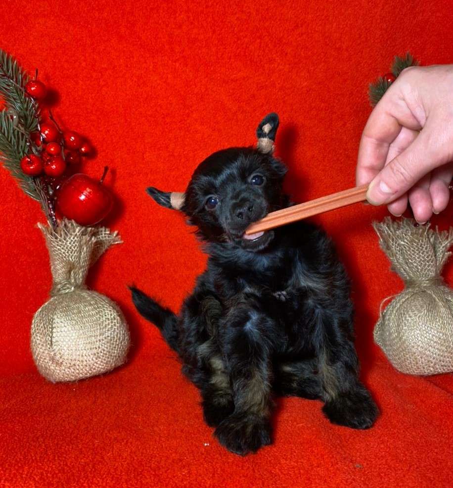 Charuyuschiy Soblazn Flash in the Night