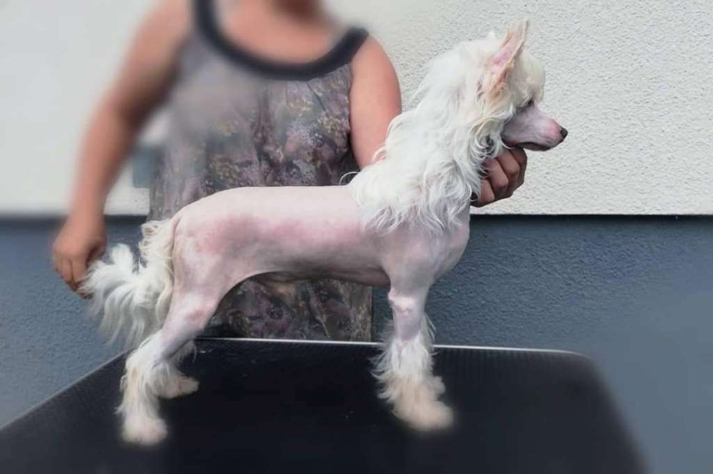 California Dreaming Laminacka