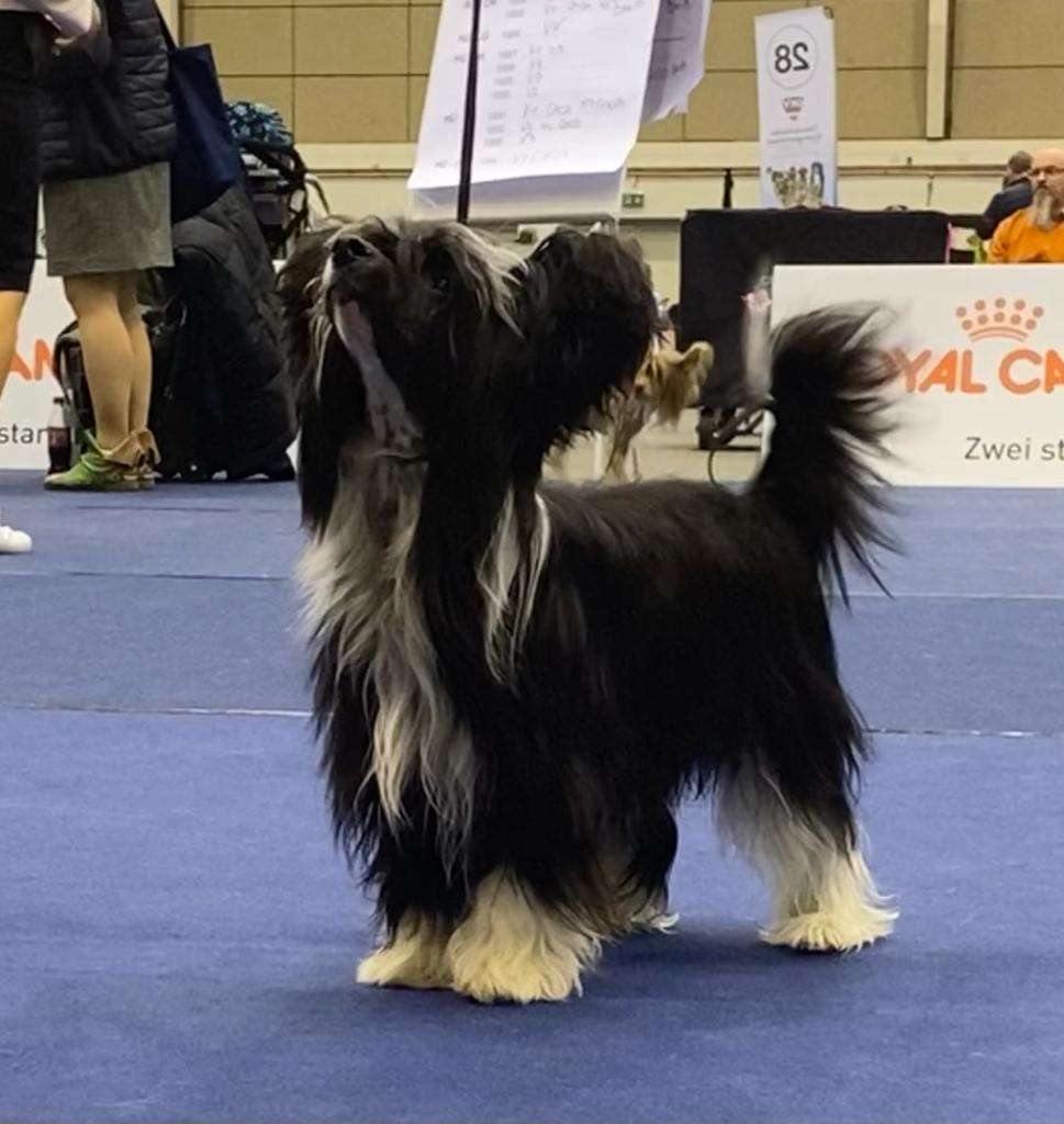 Kokain Blues von Natelberg