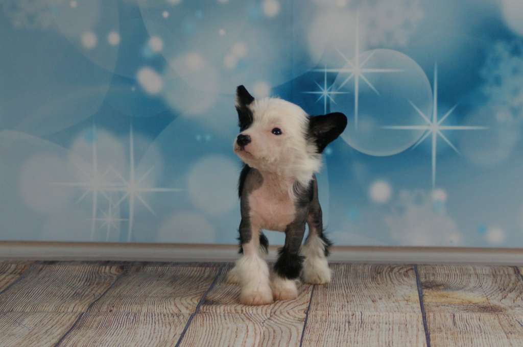 Killer Queen von Natelberg