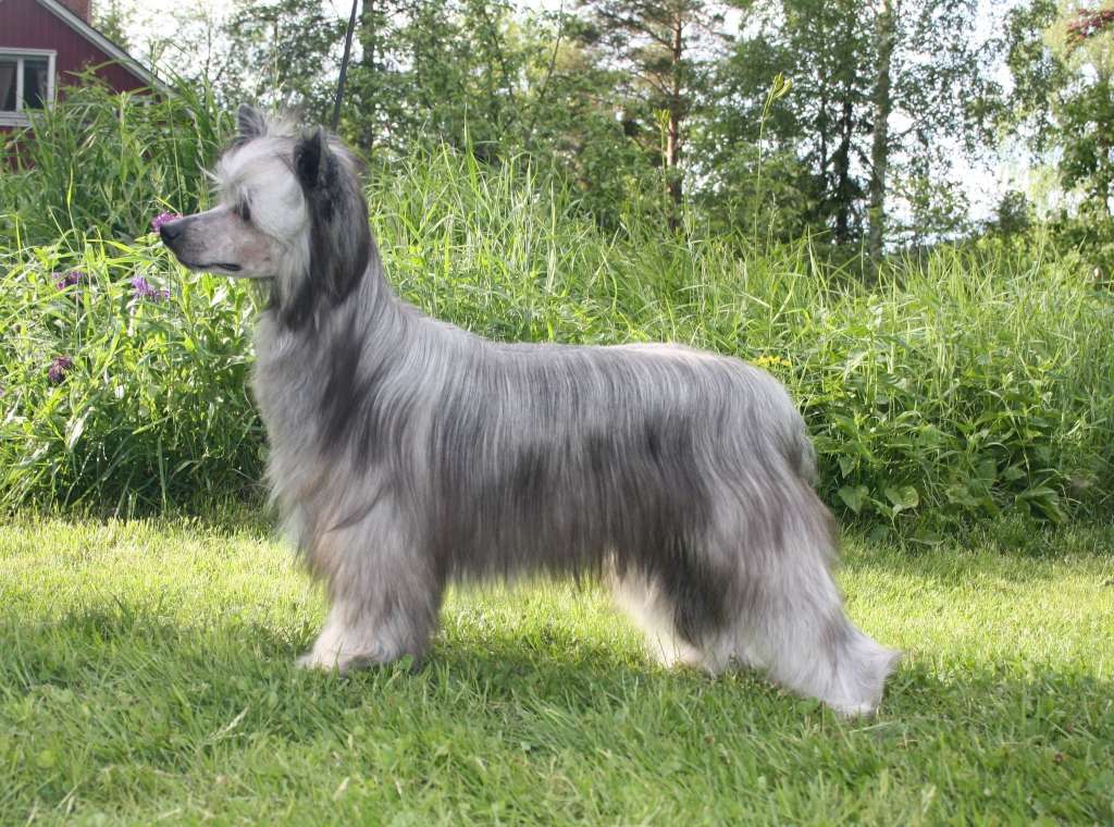 Andromeda av Tedireanhi