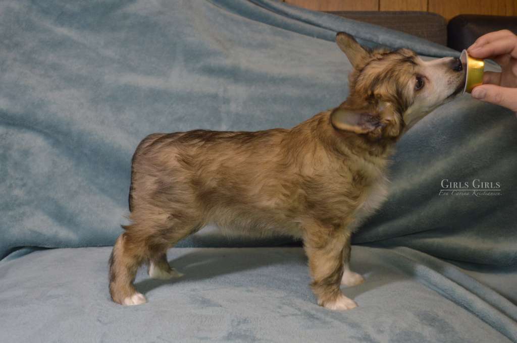 Pegasus av Tedireanhi