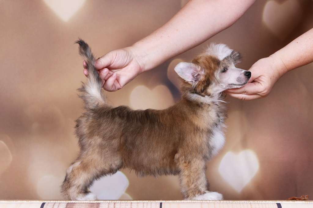 Incanto Del Mondo Zorro