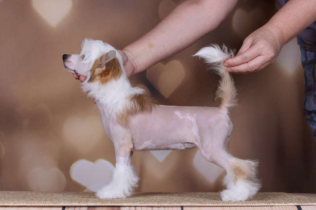 Incanto Del Mondo Zlatina