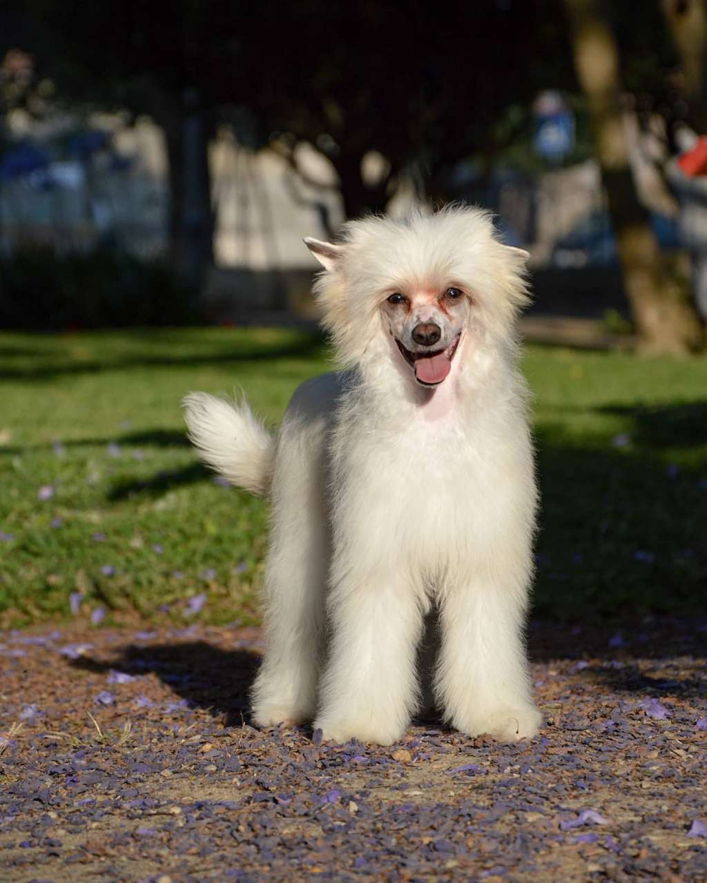 Gryffindor Lybóriu's Legacy