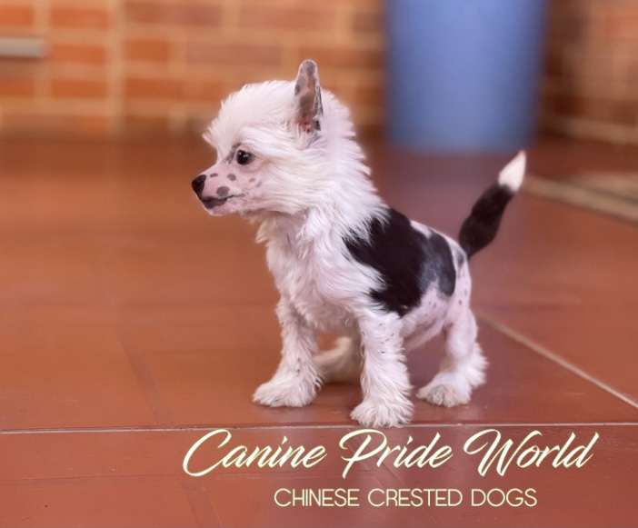 Canine Pride World Akiles