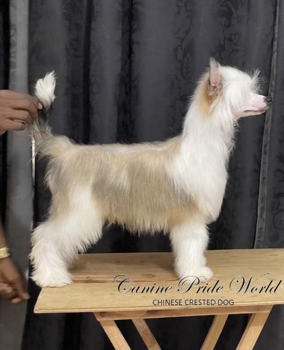 Canine Pride World Gustavo