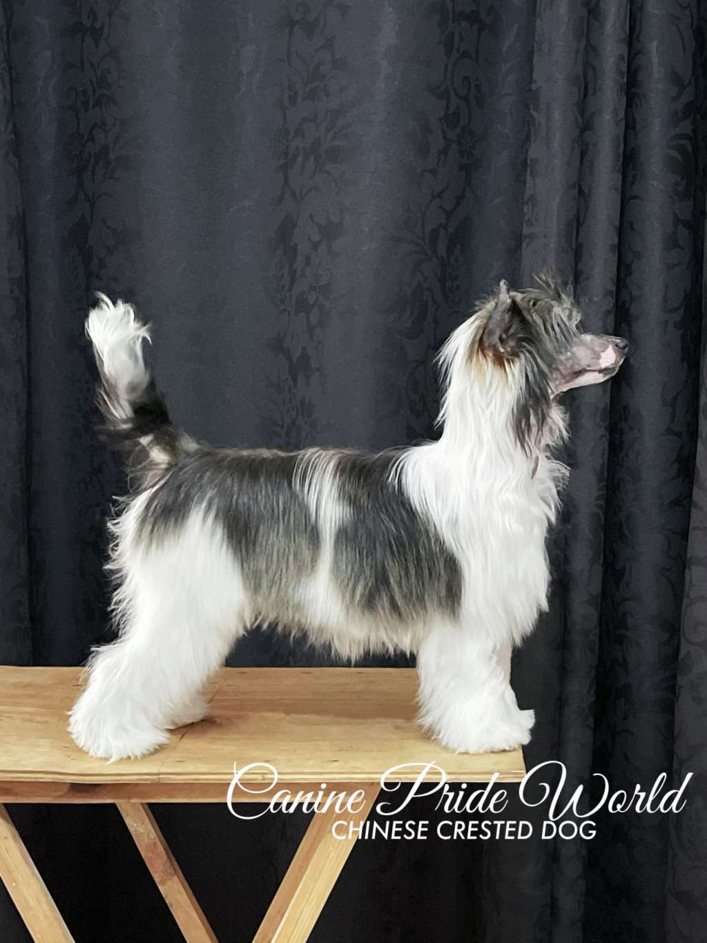 Canine Pride World Anastasia