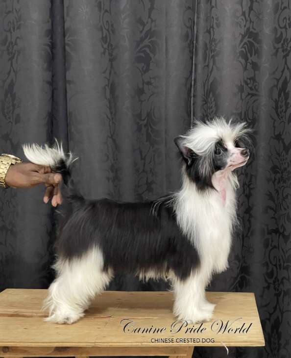 Canine Pride World Gitana