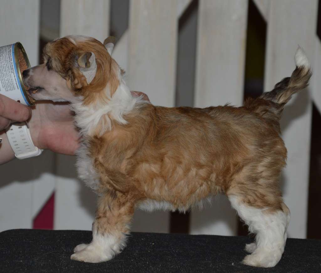 Kaitlin Zoomlion GengWang