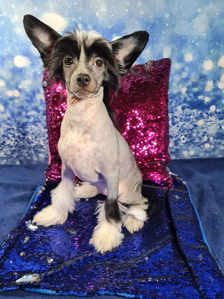 Imperatorskiy Kapriz Odeliya