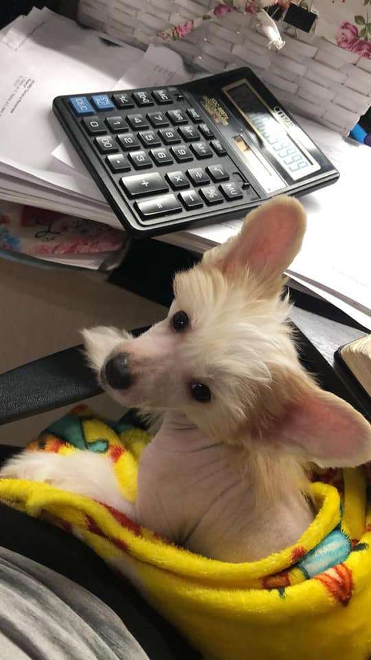 Imperatorskiy Kapriz Oliviya