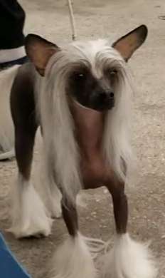 Tryfecta Bootz Wit' Da Fur