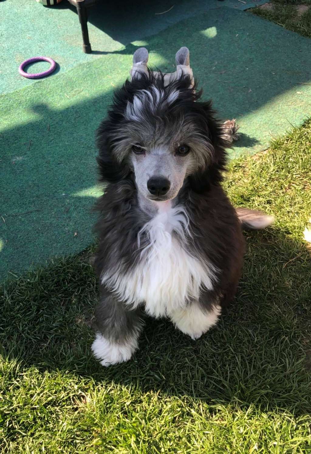 ORION Caramella's Family