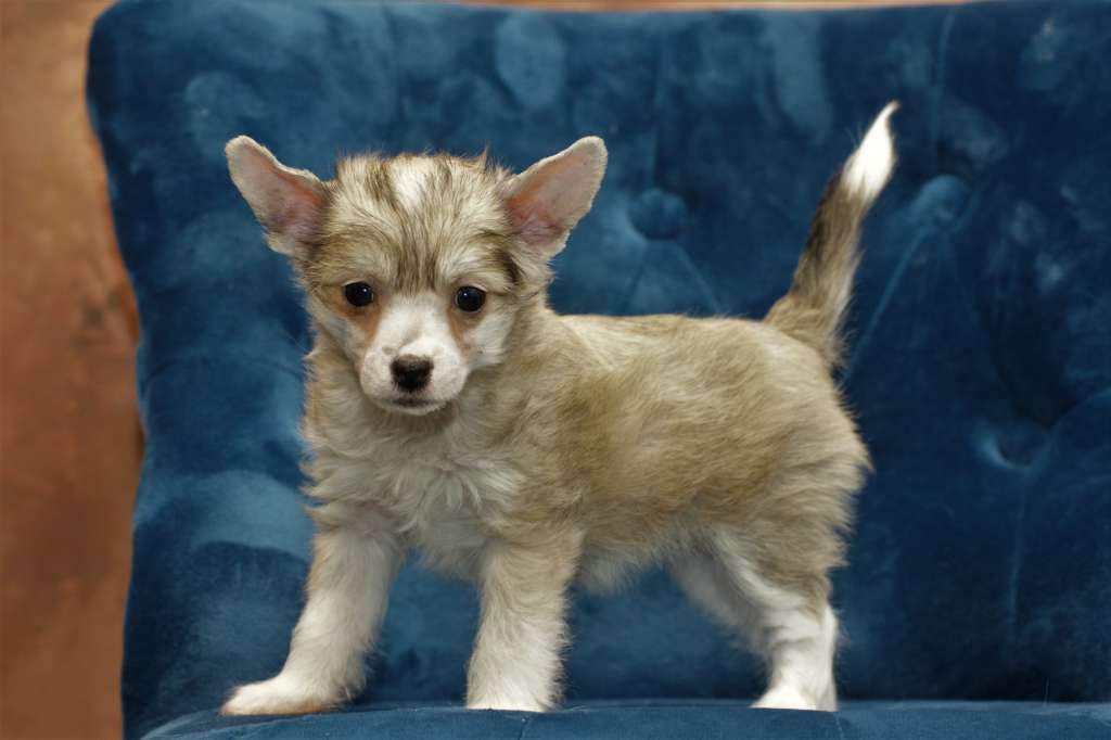 Dizzy The Bushwalker