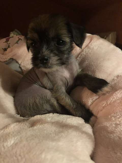 Manymore Baron de Nizza