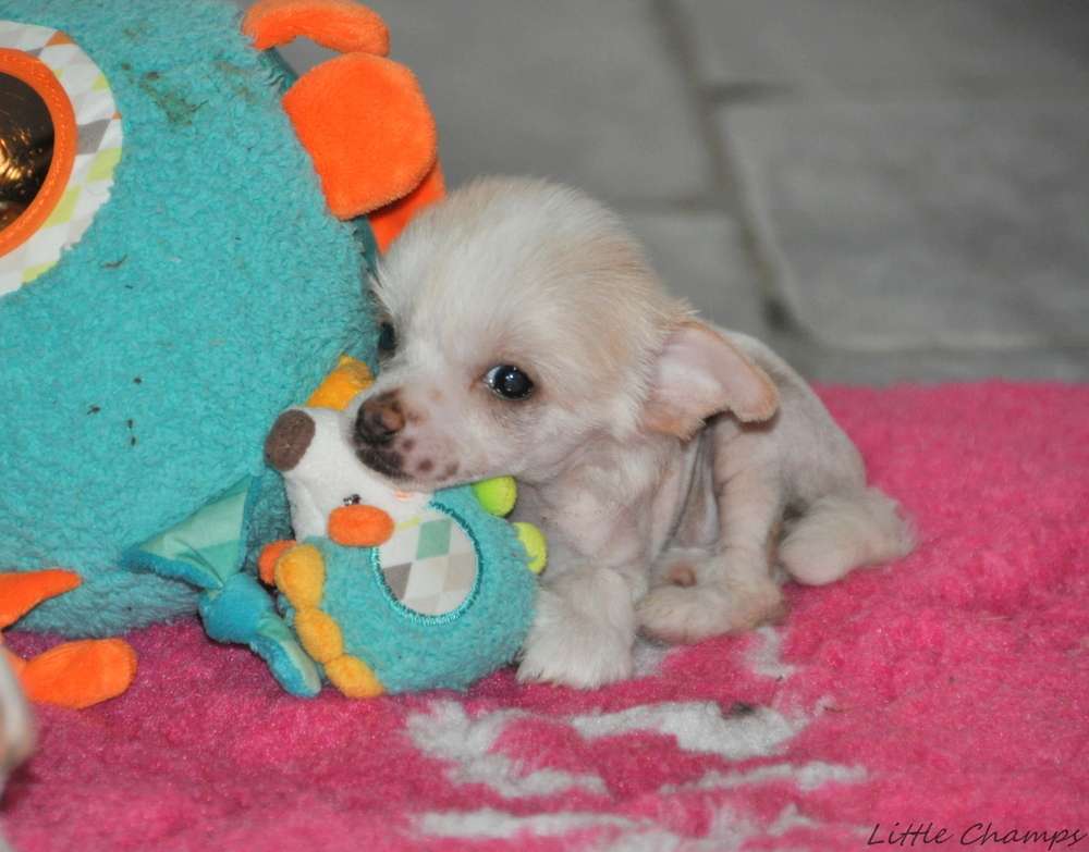 Rose des Sables Little Champs