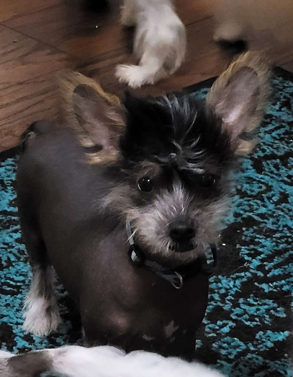 Altacrest Palmetto Mr. Fonzarelli