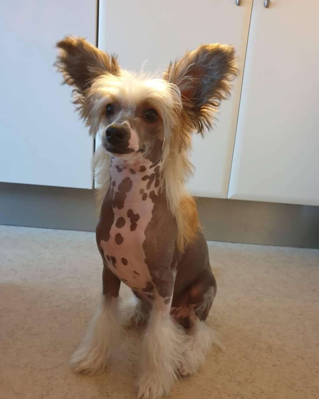 Concilio Dance With Me Tonight