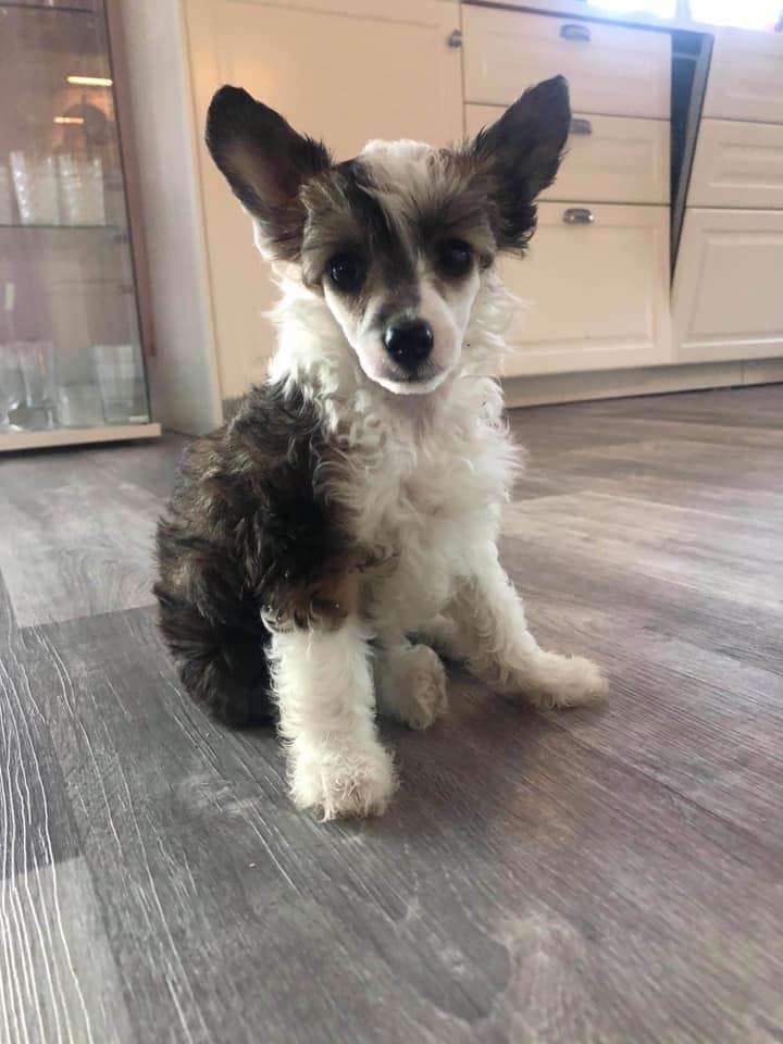 Concilio Forever Yours