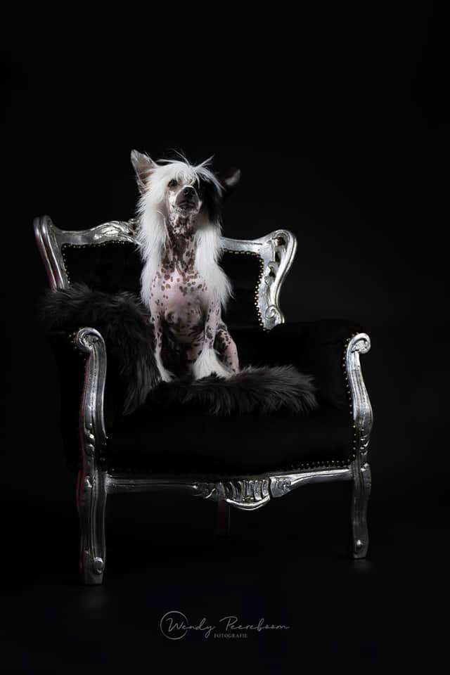 HitLine Ltd Give me Kiss