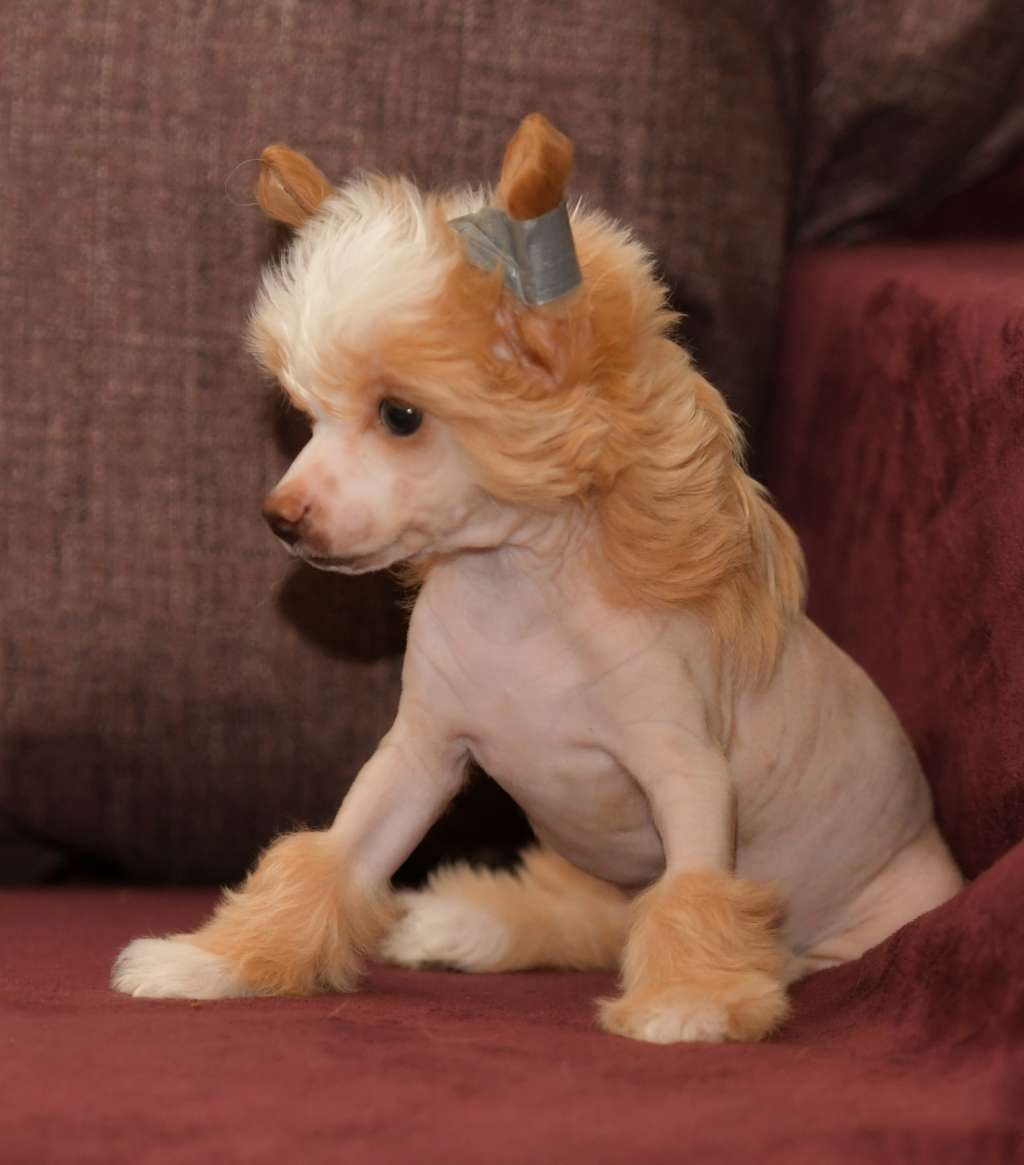 HitLine Ltd GGolden Sweeti