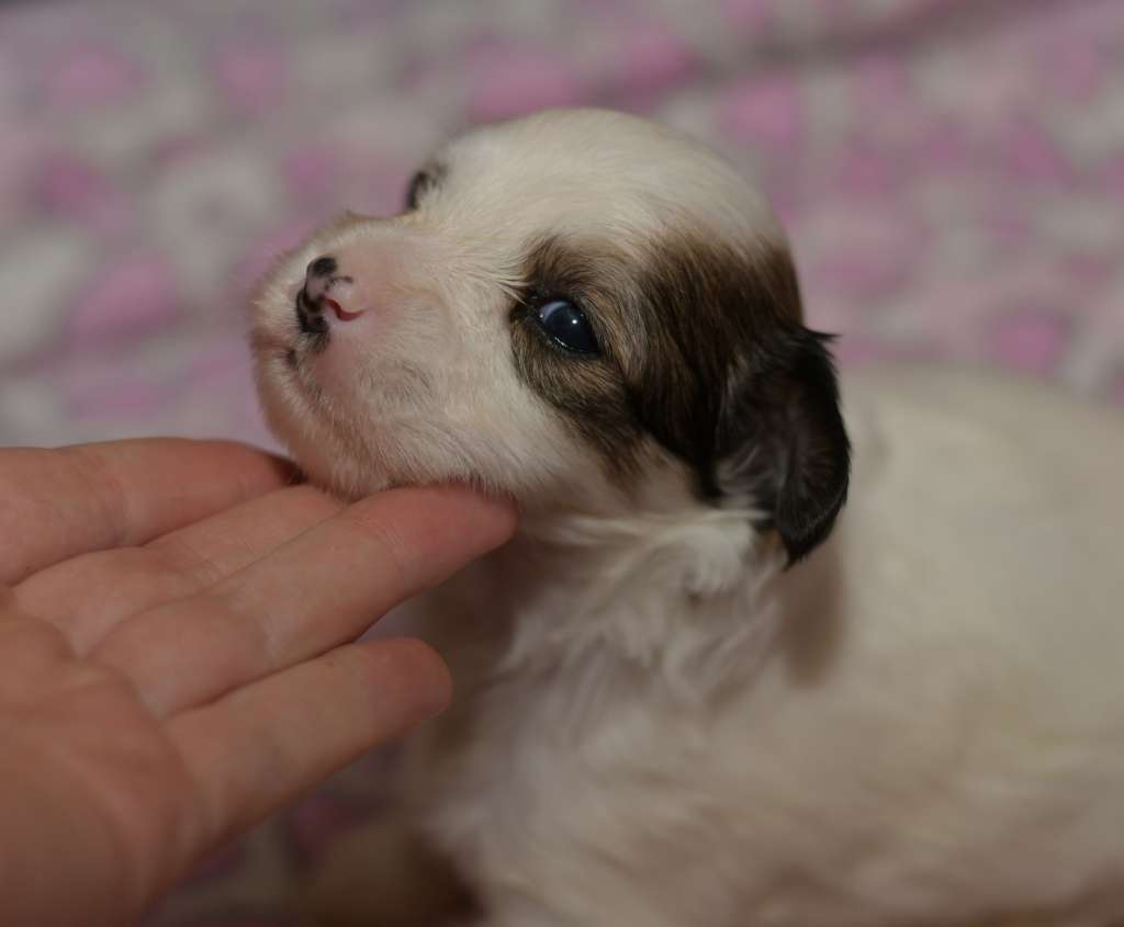 Hitline Ltd Dear Mortimer