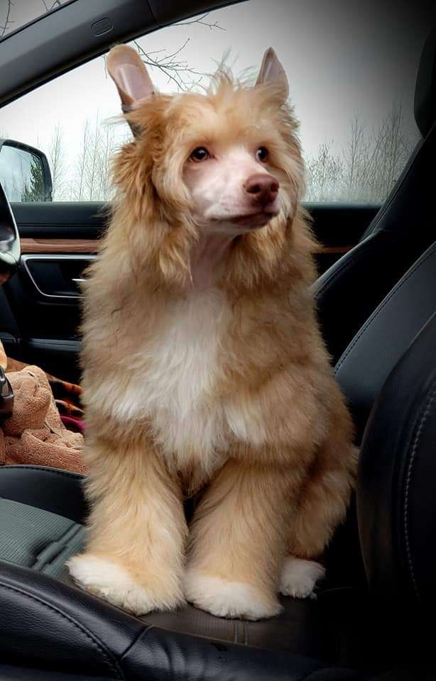 HitLine Ltd Doomed to be Star