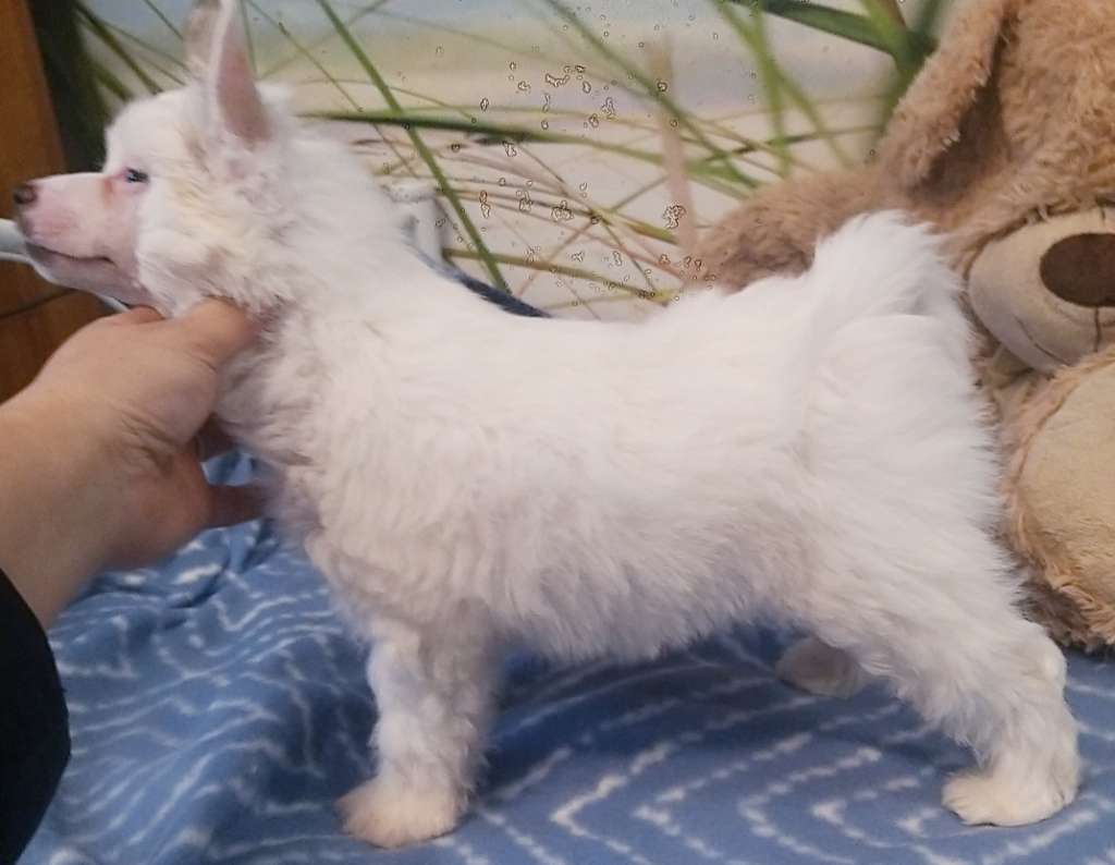 Be Stunning Sasima Fci