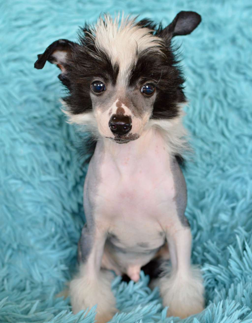 Quido Timmy z Andelovy dlane