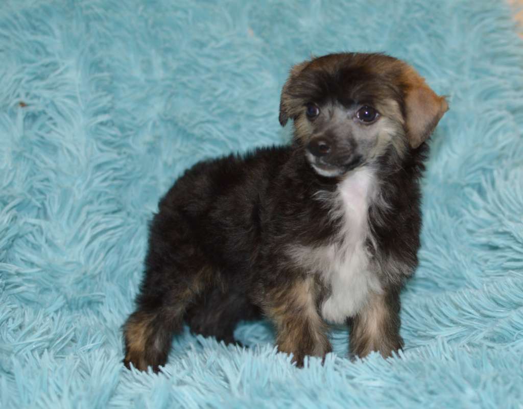 Ringo Starr z Andelovy dlane