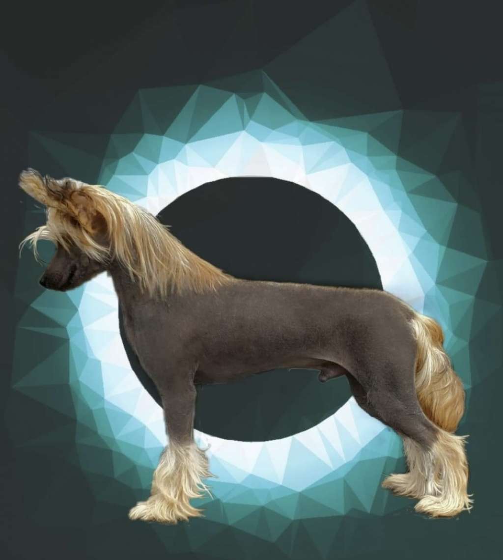 Kellyn N Sekhara Caviar Dreams